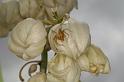 Oxyopes_quadrifasciatus_D4099_Z_89_Alexandra hills Brisbane_Australie